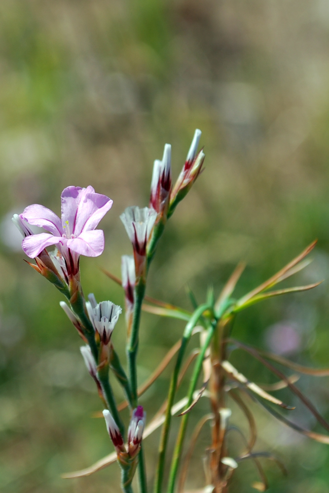 Image of Acantholimon alberti specimen.