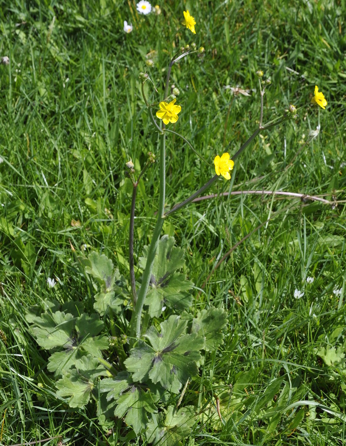 Image of genus Ranunculus specimen.