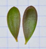 Melaleuca nesophila. Листья (слева - вид с обратной стороны). Израиль, Шарон, г. Герцлия, в культуре. 22.01.2013.