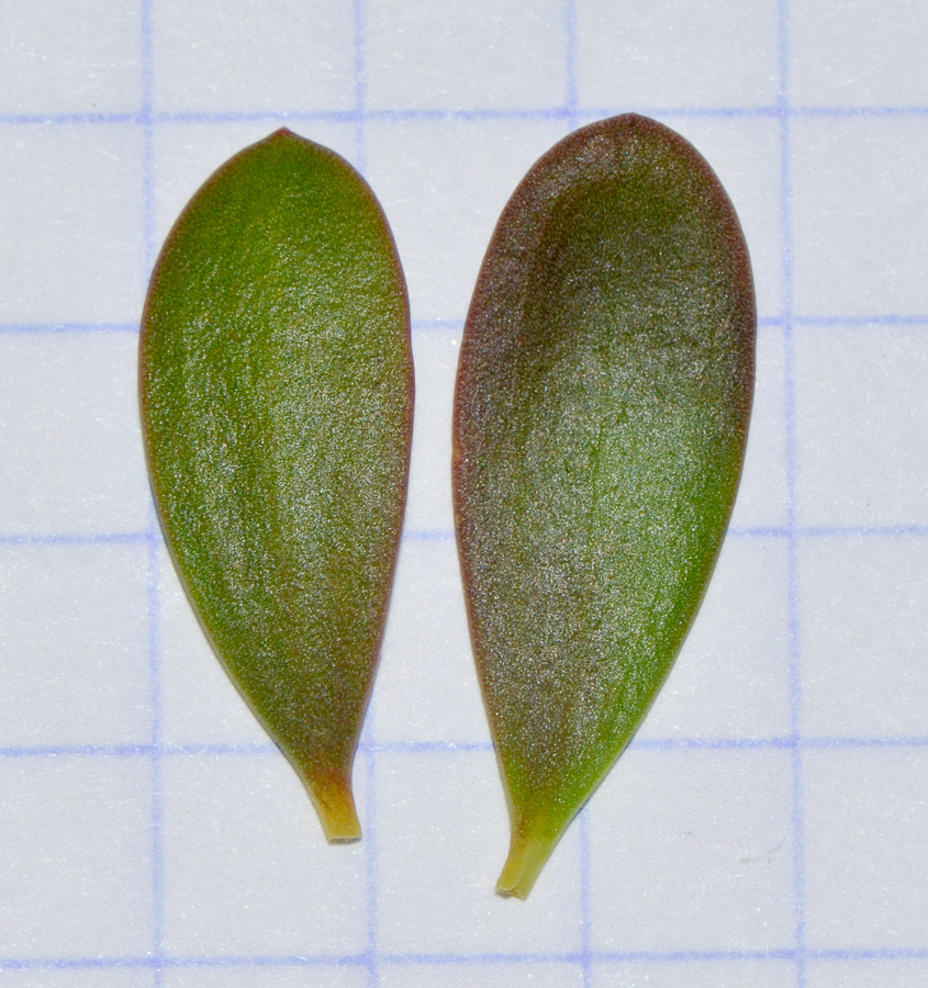 Image of Melaleuca nesophila specimen.