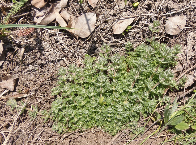 Image of genus Galium specimen.