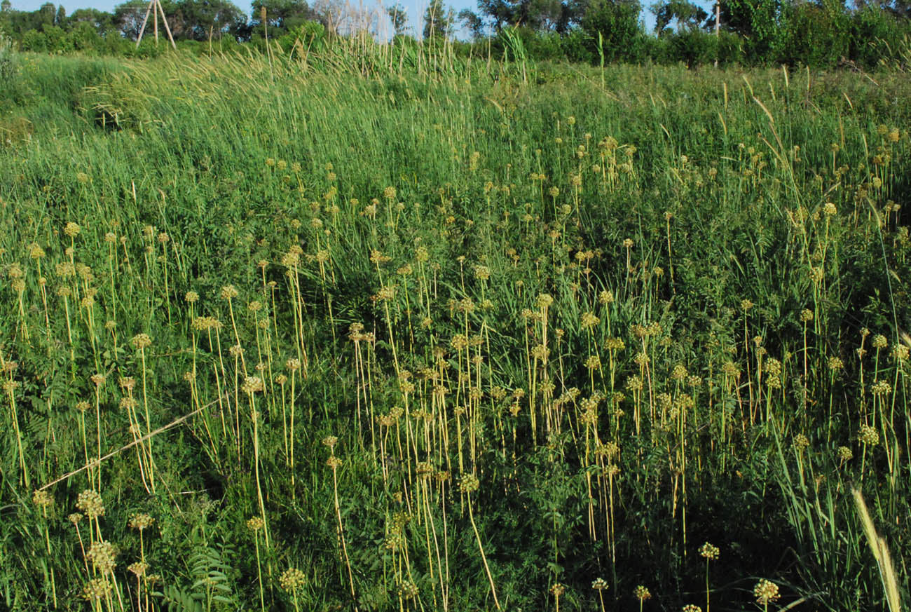 Image of Allium suworowii specimen.