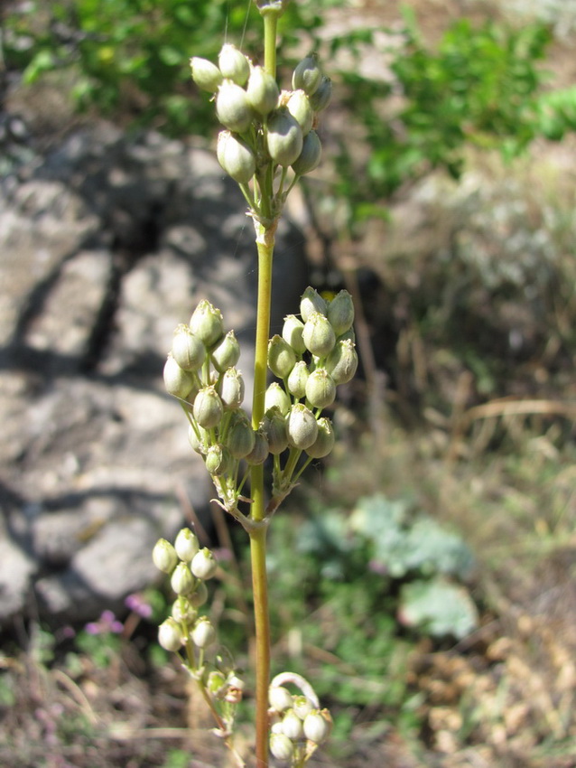 Изображение особи Silene densiflora.