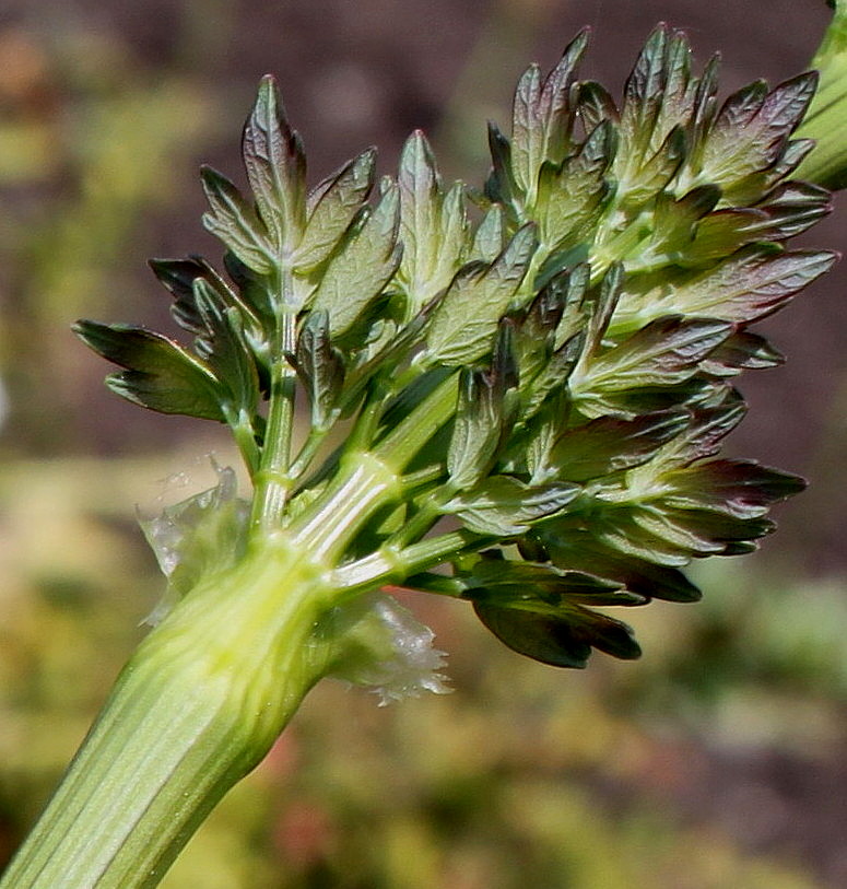 Image of genus Thalictrum specimen.