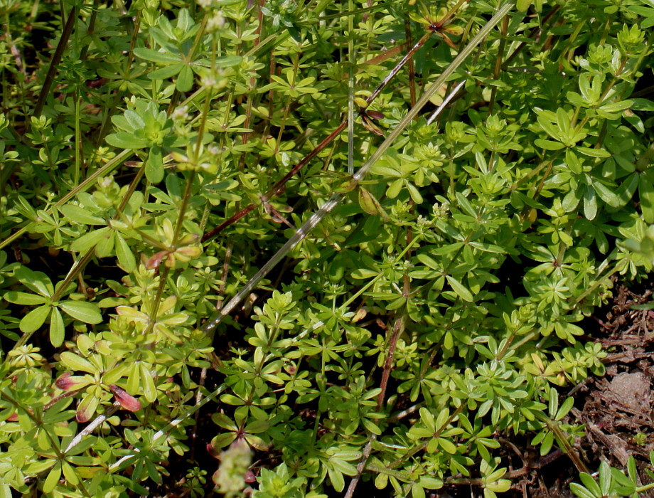 Image of Galium mollugo specimen.