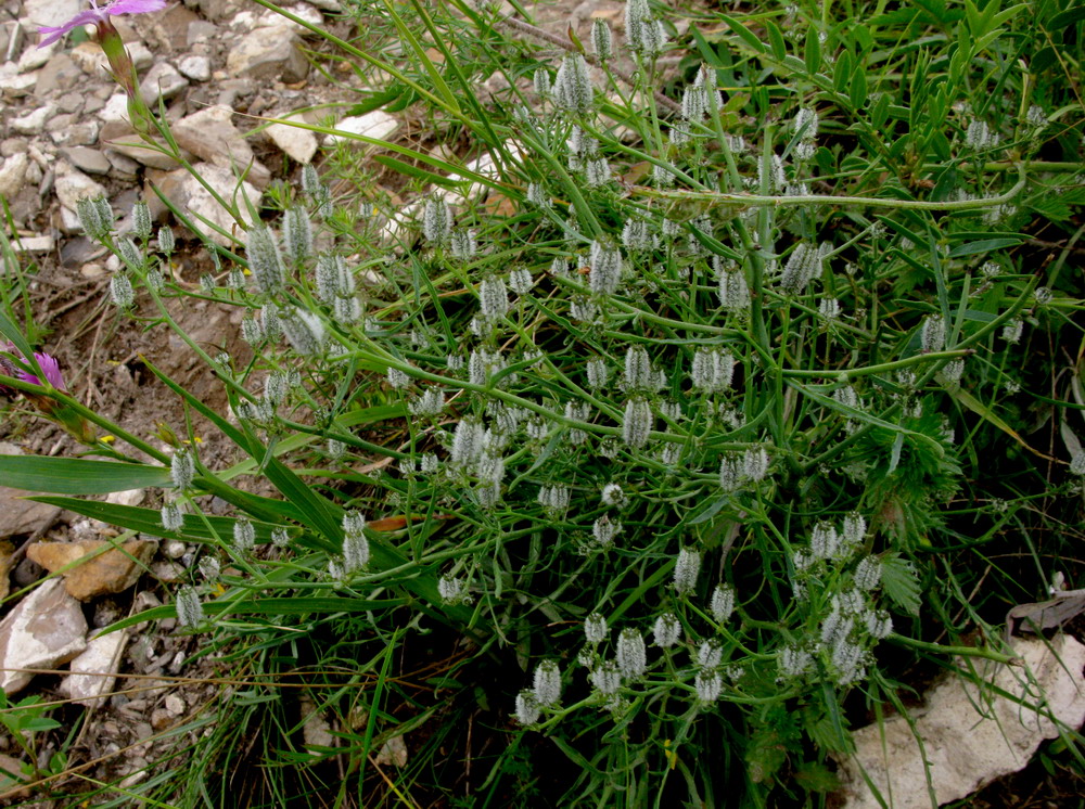 Image of Youngia diversifolia specimen.