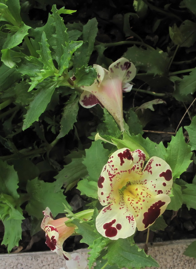 Image of genus Mimulus specimen.