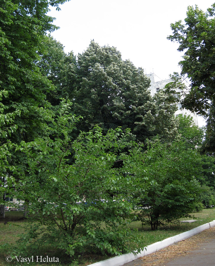 Image of Tilia mandshurica specimen.