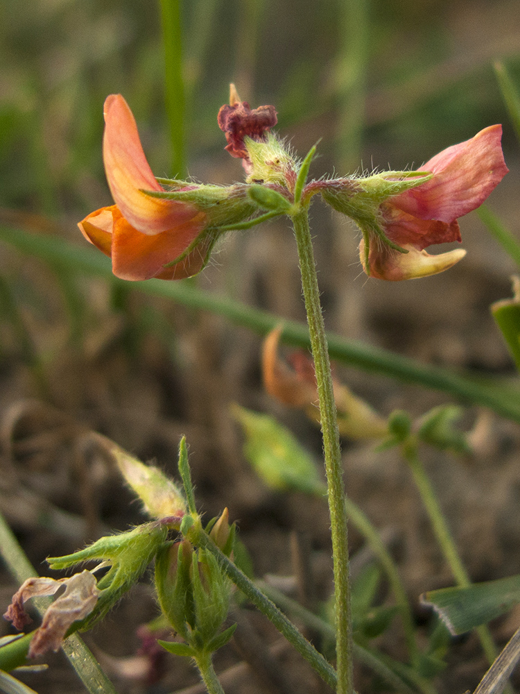 Image of Lotus caucasicus specimen.