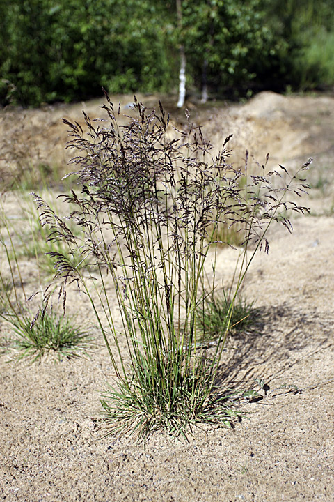 Image of Deschampsia cespitosa specimen.