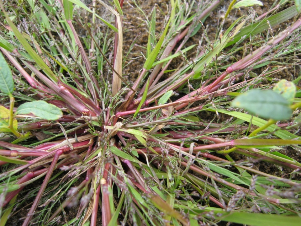 Изображение особи Eragrostis amurensis.