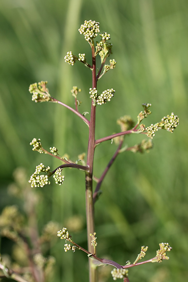 Image of Crambe orientalis specimen.