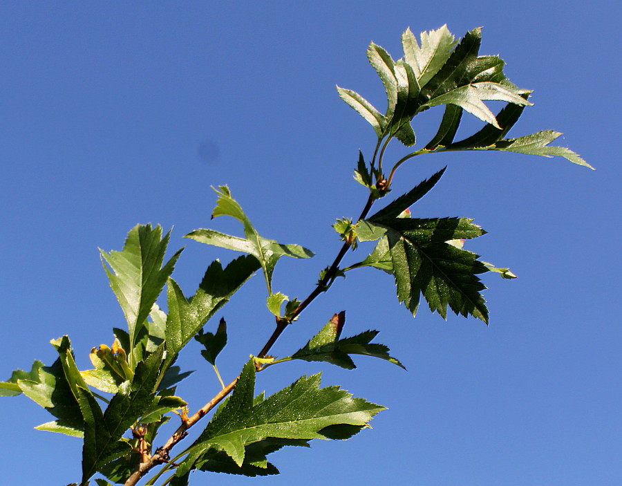 Изображение особи род Crataegus.