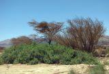 Tamarix passerinoides. Низкорослое, стелющееся растение. Израиль, долина Арава, сухое русло. 16.05.2013.