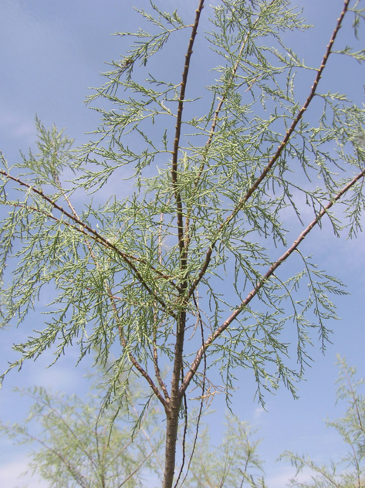 Image of genus Tamarix specimen.