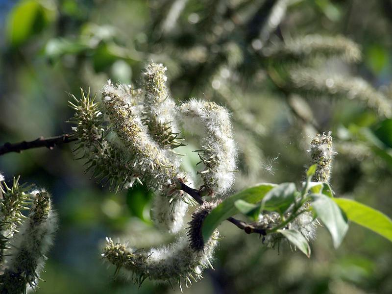 Image of Salix caprea specimen.