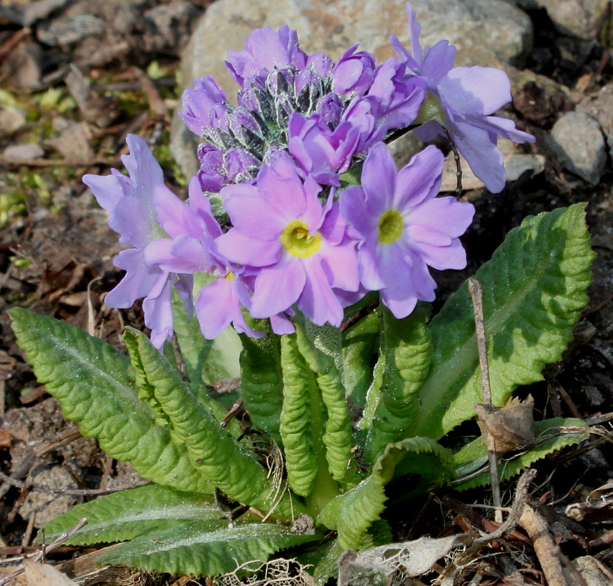 Изображение особи Primula denticulata.