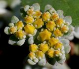 Sedum spathulifolium. Соцветие ('Cape Blanco'). Германия, г. Дюссельдорф, Ботанический сад университета. 04.05.2014.