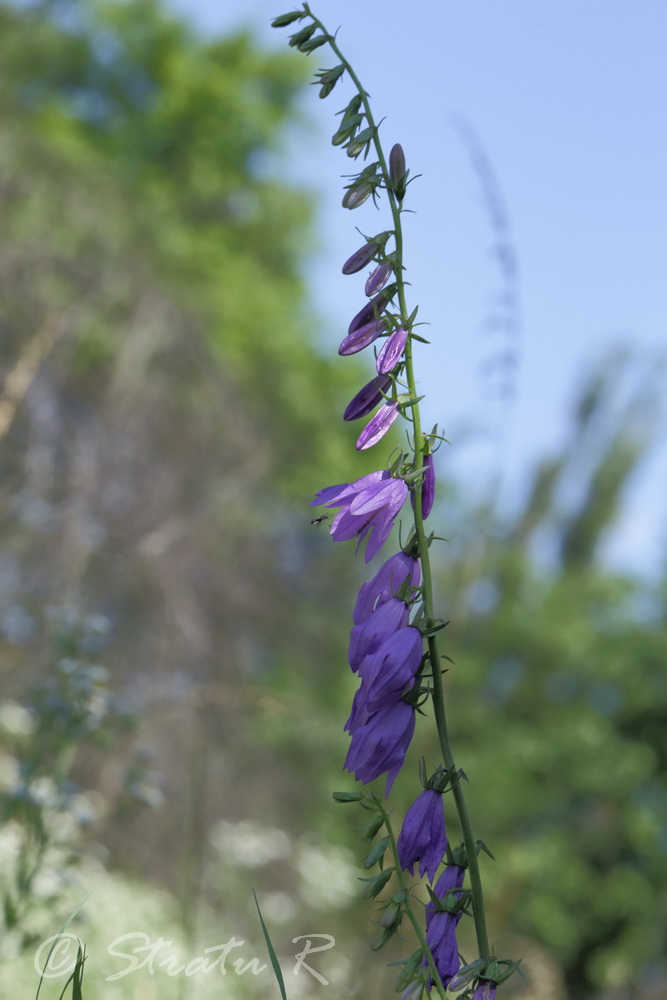 Image of Campanula rapunculoides specimen.