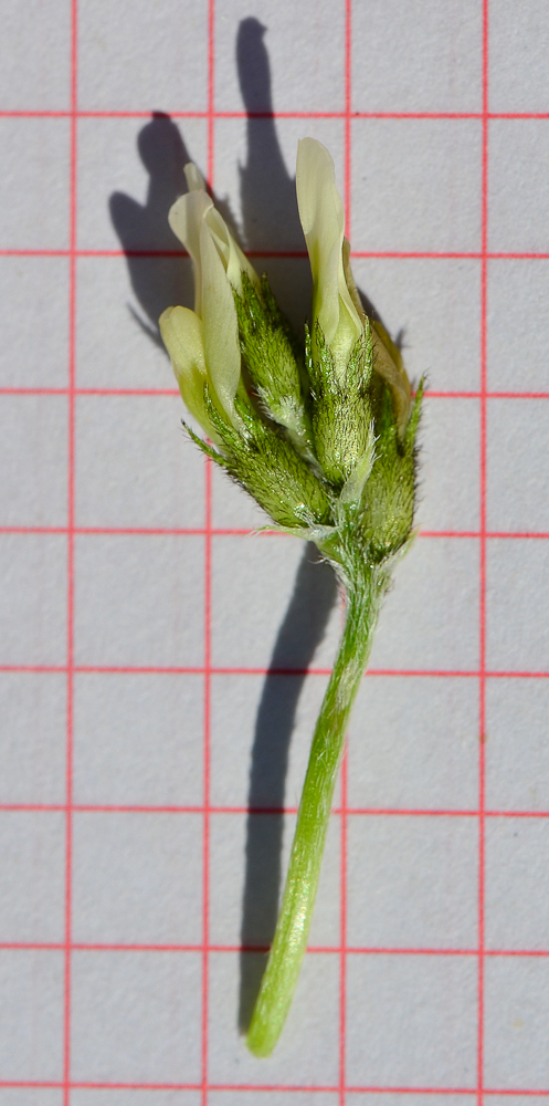 Image of Astragalus boeticus specimen.