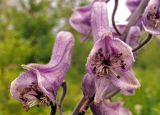 Aconitum septentrionale. Цветки. Московская обл., Талдомский р-н. 23.06.2014.