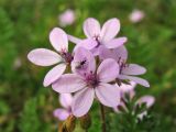 Erodium cicutarium