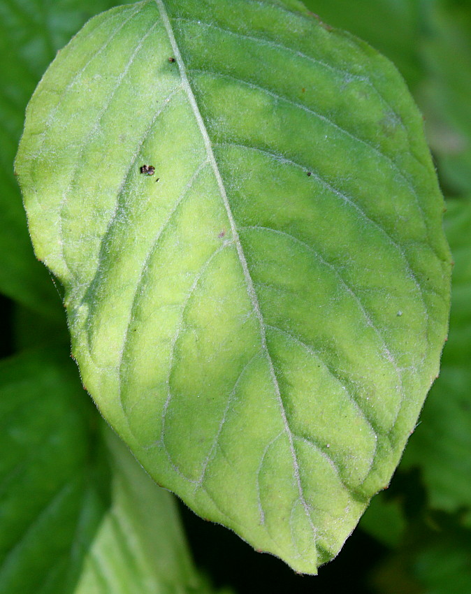 Image of Circaea lutetiana specimen.