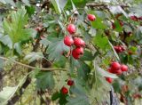 Crataegus monogyna. Ветка плодоносящего растения. Москва, Перово, сквер на 1-й ул. Энтузиастов у ж.-д. пл. Новая. 26.09.2014.