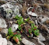Bergenia crassifolia. Отцветающие растения. Бурятия, плато п-ова Святой нос, ≈ 1800 м н.у.м., каменистый склон. 22.07.2009.