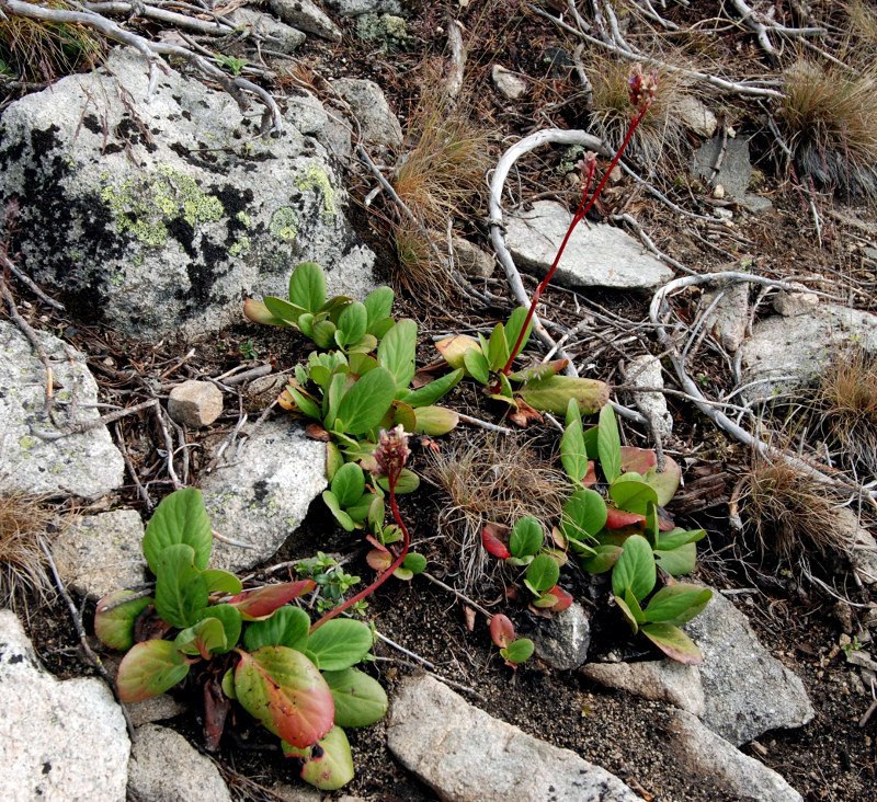 Image of Bergenia crassifolia specimen.