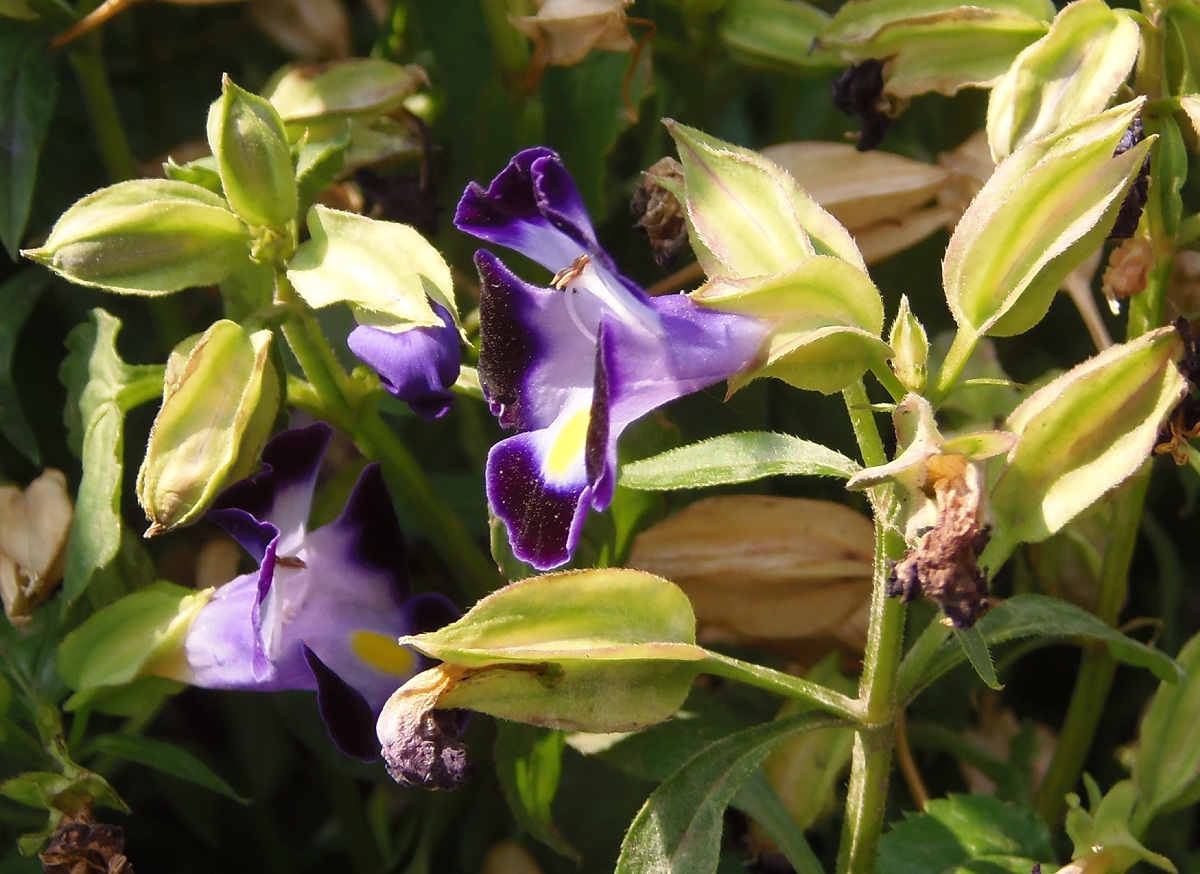 Изображение особи Torenia fournieri.