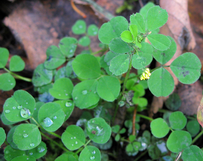 Image of Medicago lupulina specimen.