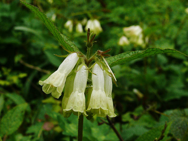 Image of Symphytum grandiflorum specimen.