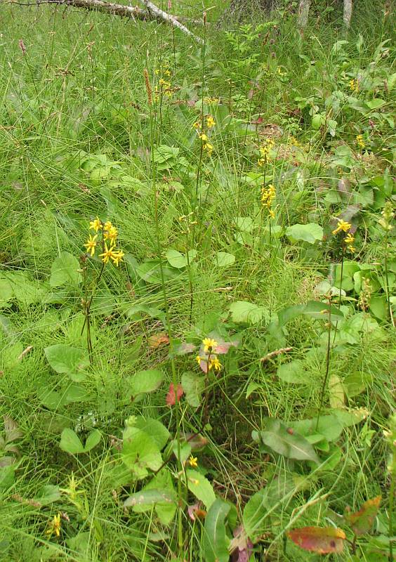 Изображение особи Ligularia sibirica.