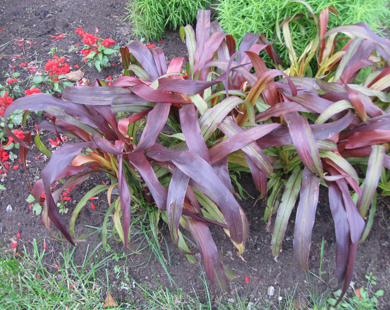 Image of Pennisetum americanum specimen.