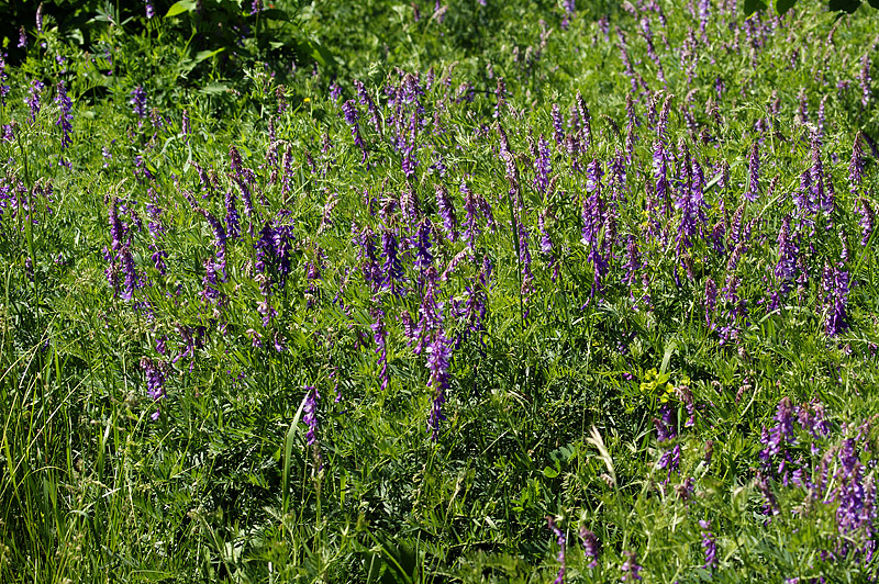 Image of Vicia tenuifolia specimen.