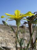 Tragopogon elatior