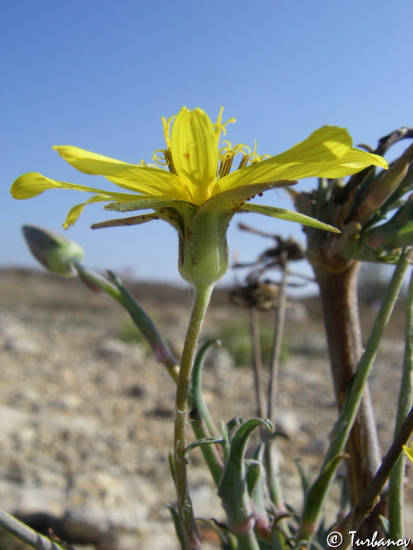 Image of Tragopogon elatior specimen.