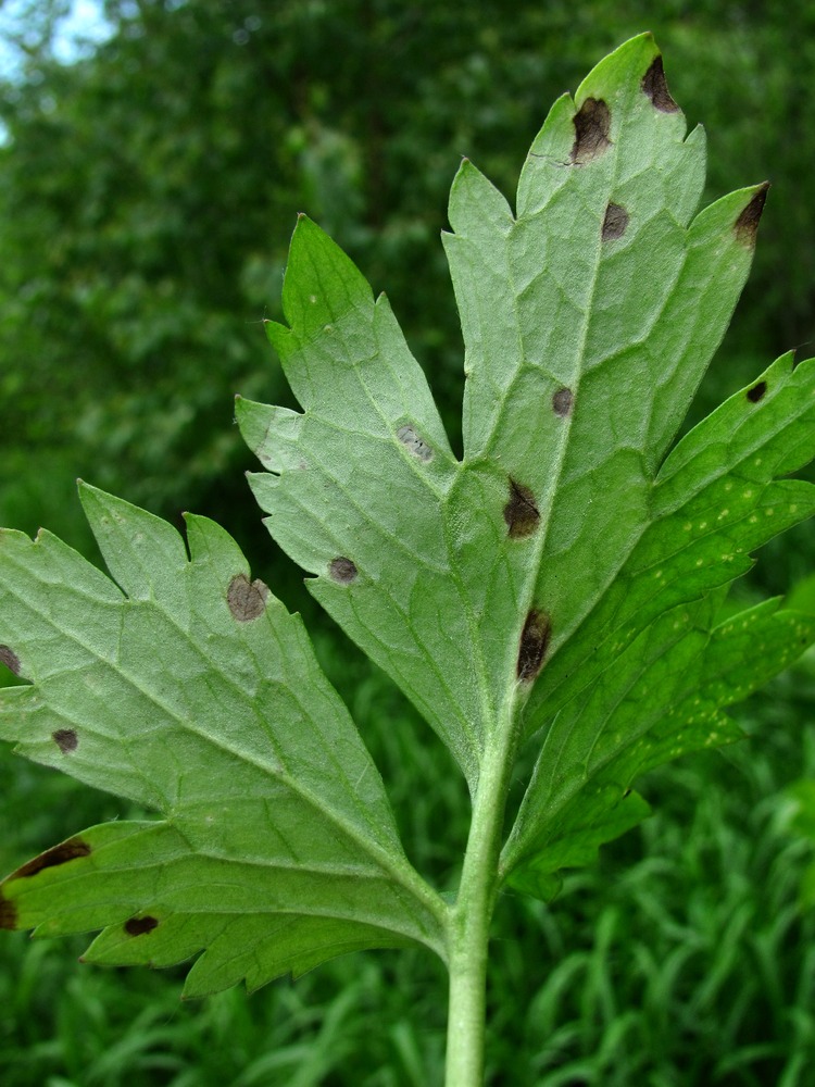 Image of Ranunculus repens specimen.