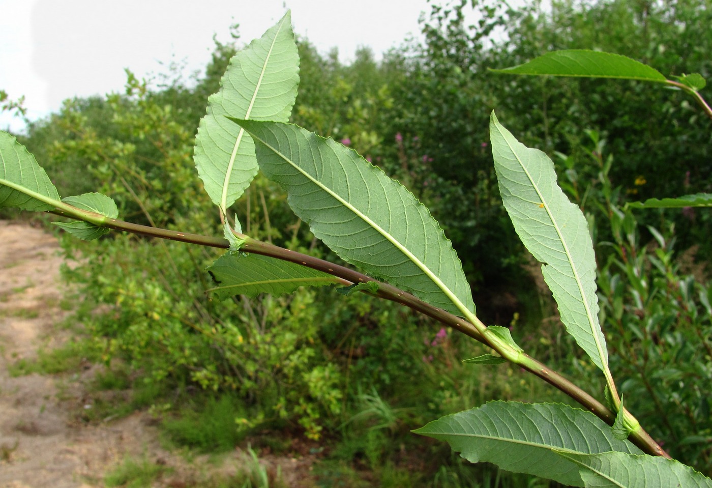 Изображение особи Salix &times; tetrapla.