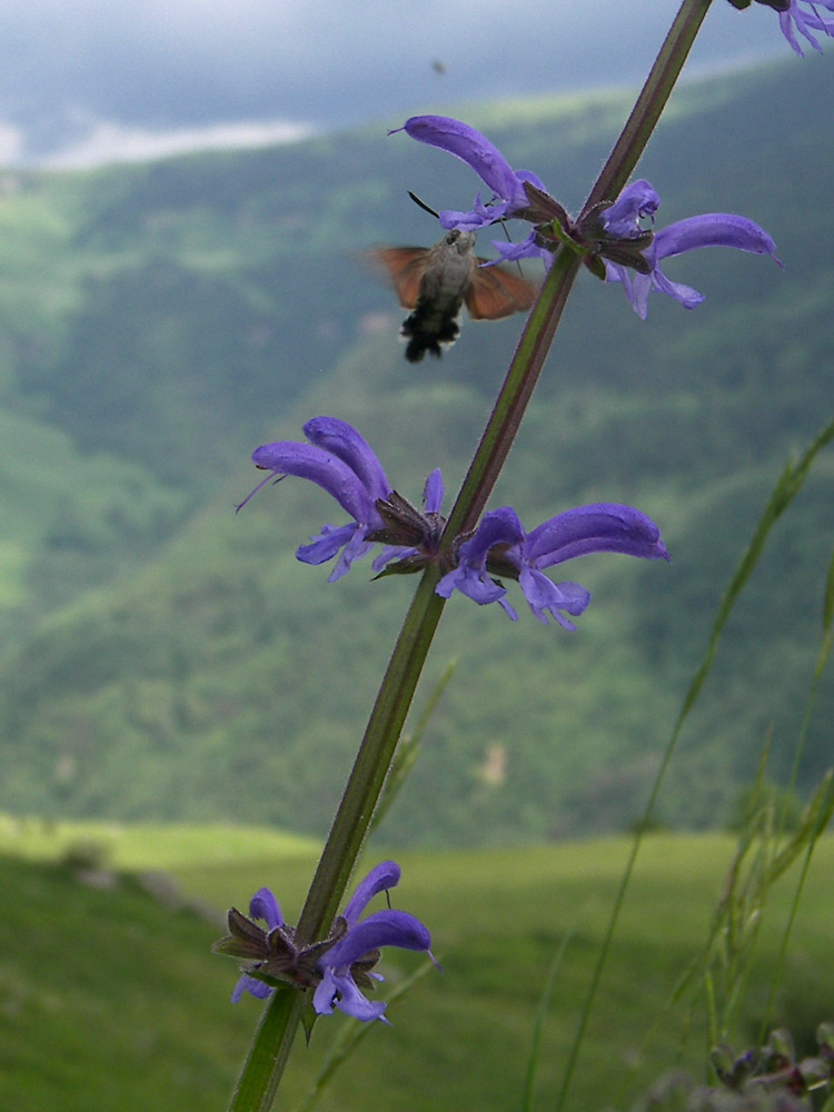 Изображение особи Salvia kuznetzovii.