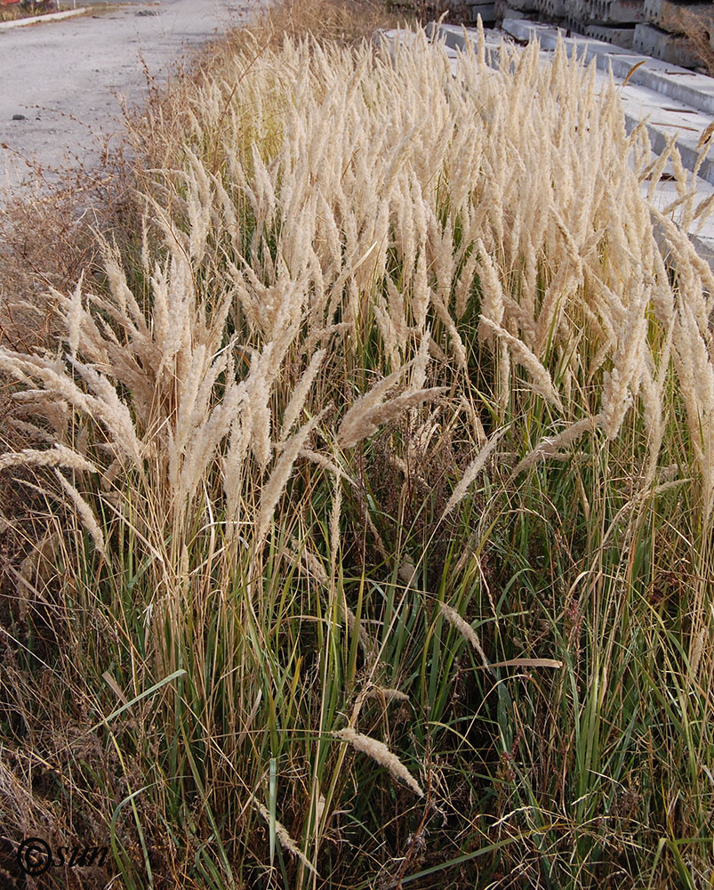 Изображение особи Calamagrostis epigeios.