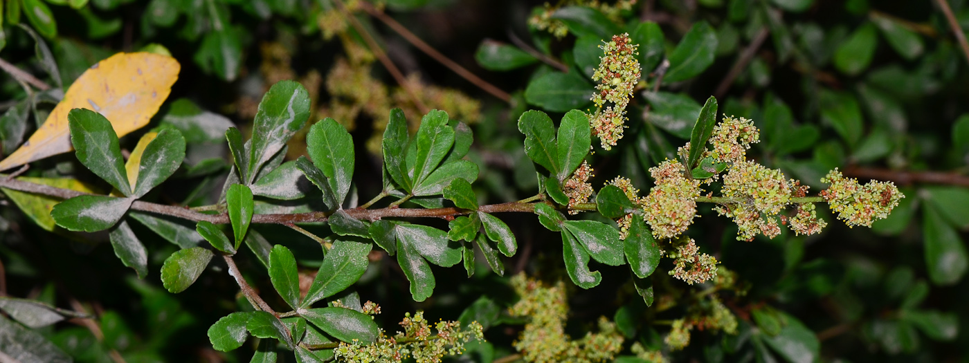 Image of Rhus crenata specimen.