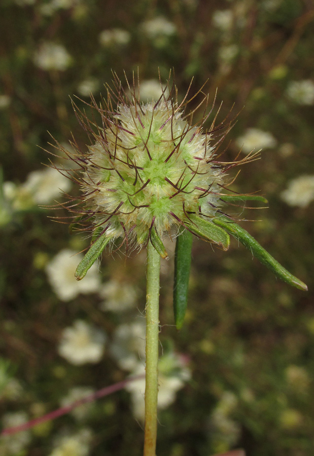 Image of Lomelosia argentea specimen.