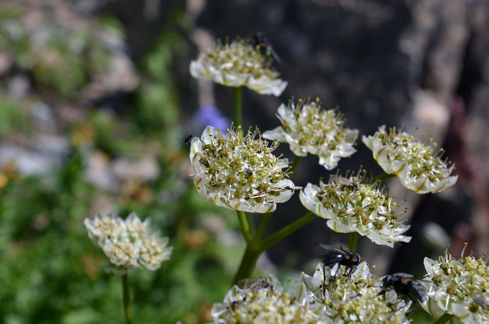 Image of Hymenolaena pimpinellifolia specimen.