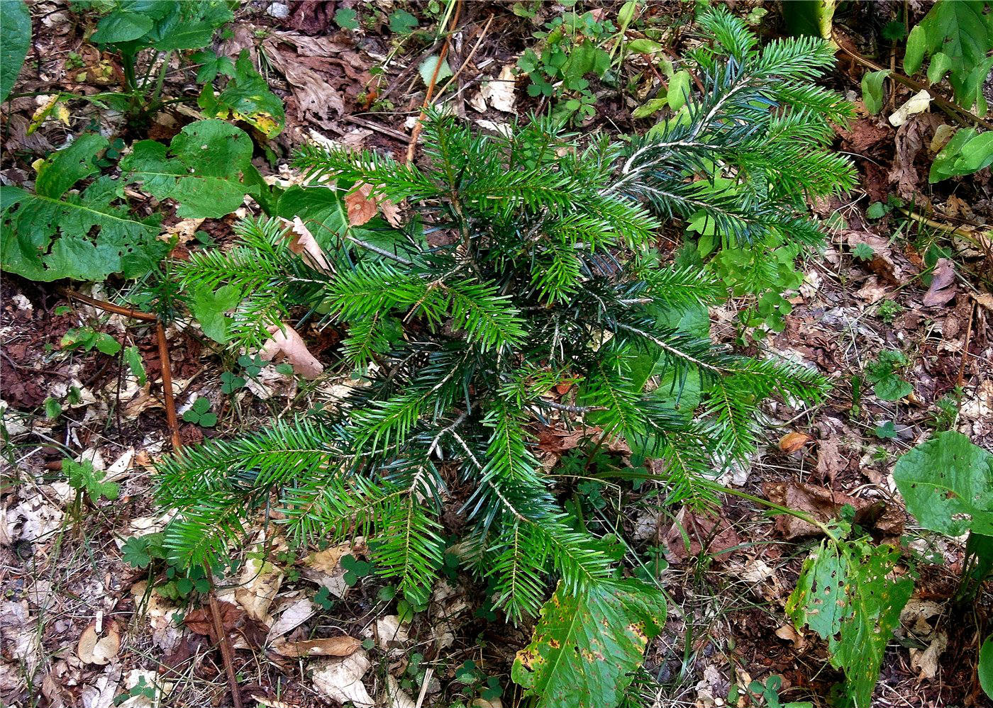 Image of Abies nordmanniana specimen.