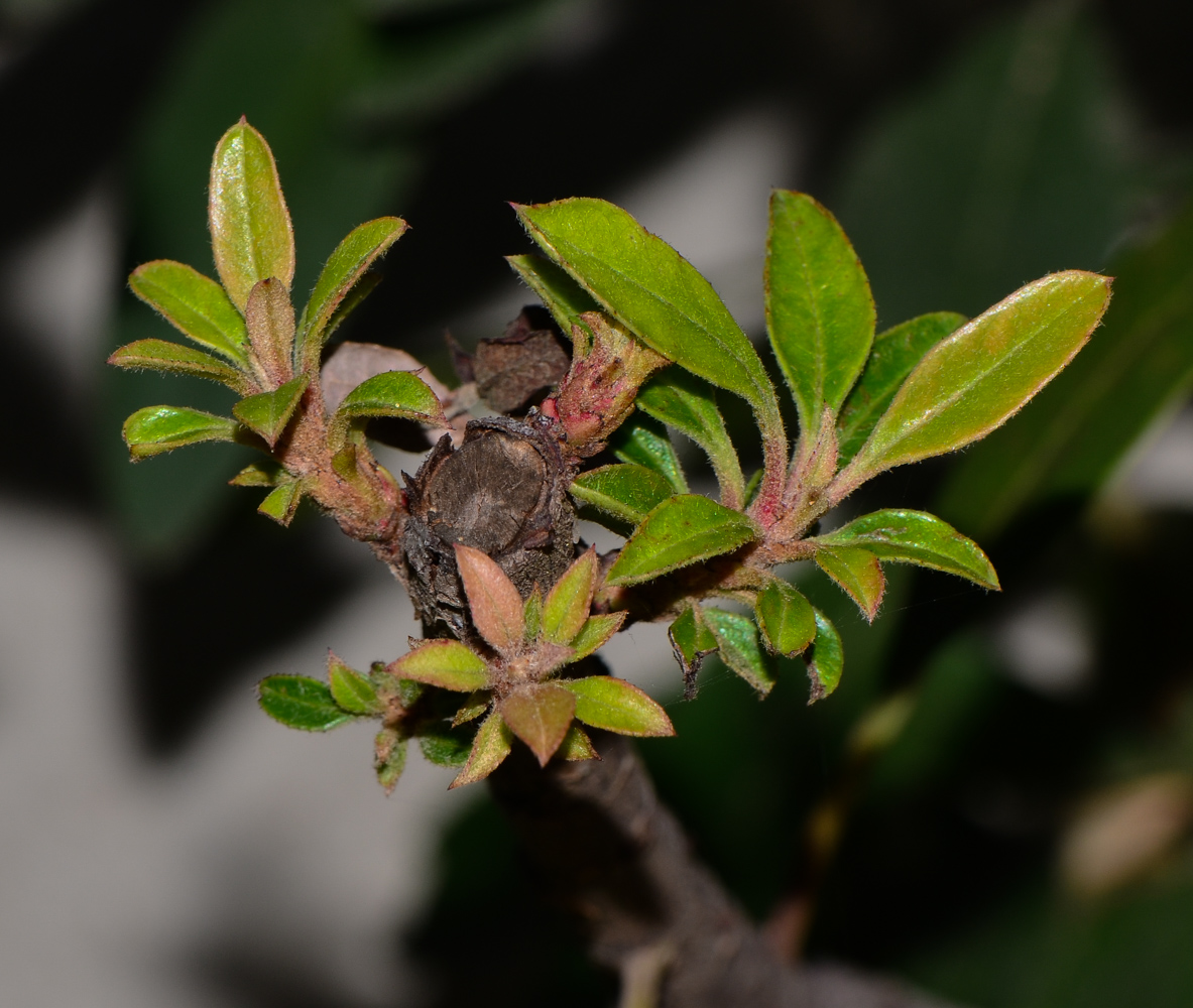 Image of Heteromeles arbutifolia specimen.