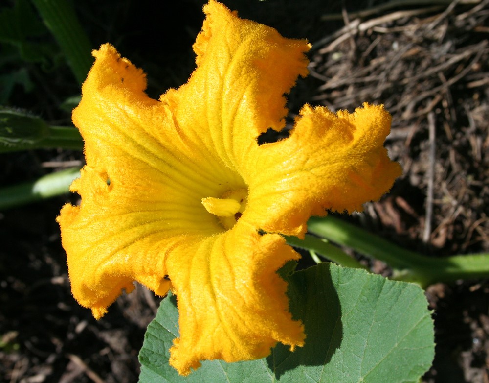 Image of Cucurbita maxima specimen.