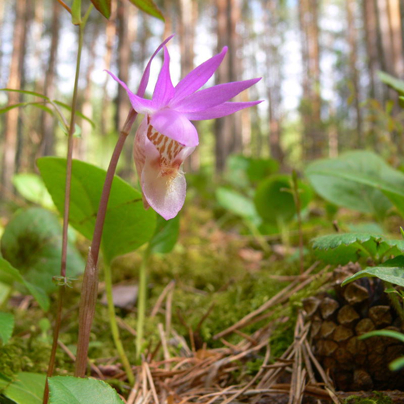 Изображение особи Calypso bulbosa.