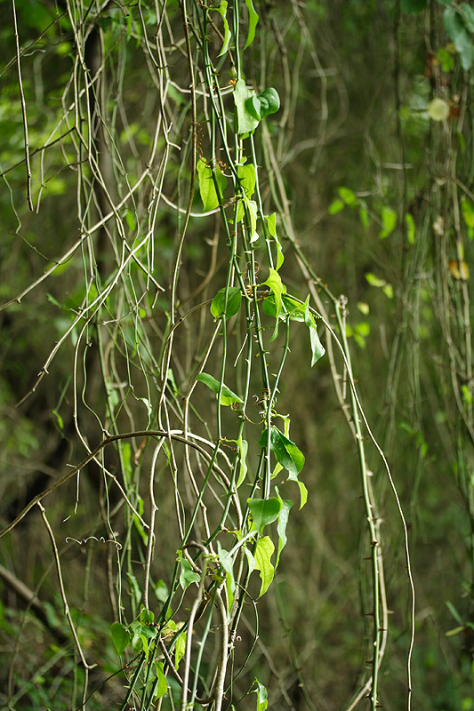 Image of Smilax excelsa specimen.